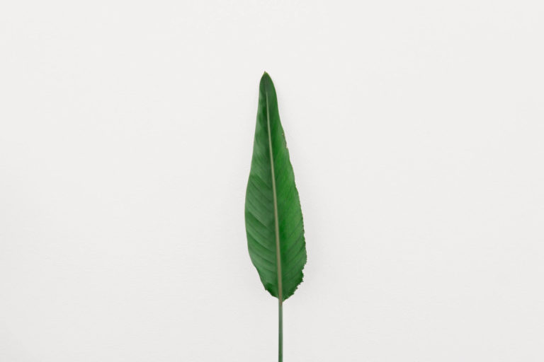 Leaf photography