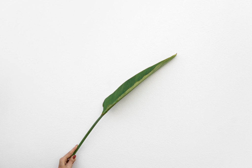 Leaf photography