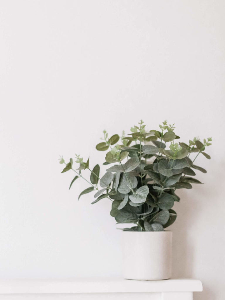 Plant photography