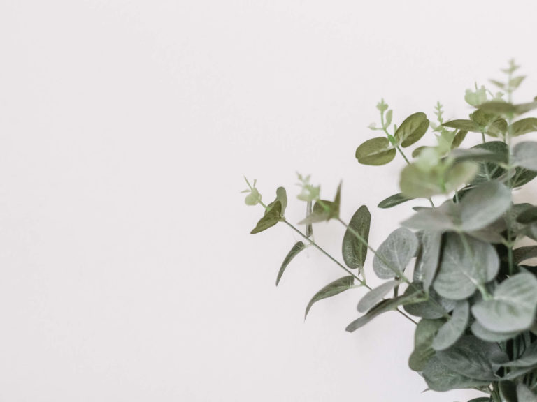 Plant photography