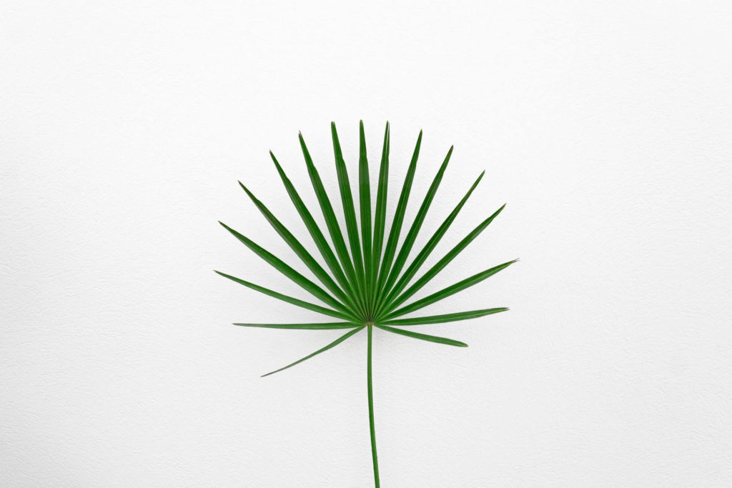 Leaf photography